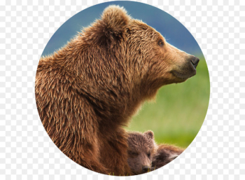 Bear, Film, Disneynature, Brown Bear, Mammal PNG Bear, Film, Disneynature, Brown Bear, Mammal PNG