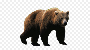 Bear, Polar Bear, Giant Panda, Mammal, Vertebrate PNG Bear, Polar Bear, Giant Panda, Mammal, Vertebrate PNG