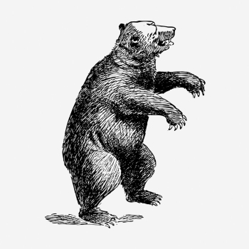 Bear, wild animal illustration. Free | Free Photo Illustration - rawpixel Bear, wild animal illustration. Free | Free Photo Illustration - rawpixel