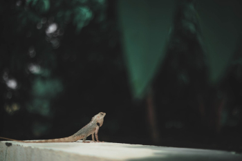 Bearded Dragon Bearded Dragon