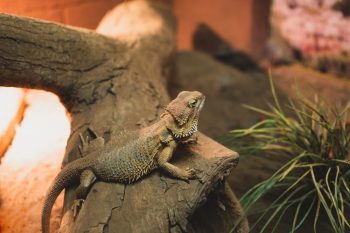 Bearded Dragon Bearded Dragon
