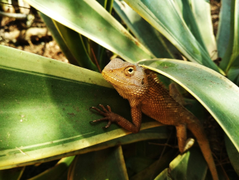 Bearded Dragon On Plant Bearded Dragon On Plant