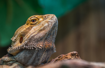 Bearded Dragon Selective Focus Photography Bearded Dragon Selective Focus Photography