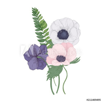Beautiful Anemone blossoming flowers and leaves isolated on white background Beautiful Anemone blossoming flowers and leaves isolated on white background