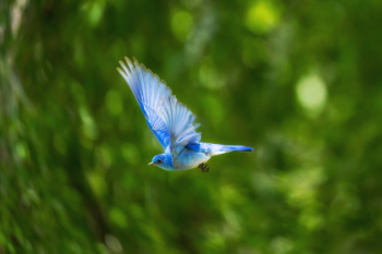 Beautiful Birds of Paradise Beautiful Birds of Paradise