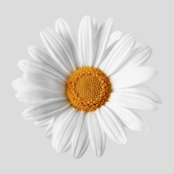 Beautiful botanical sticker, nature collage | Free PSD - rawpixel Beautiful botanical sticker, nature collage | Free PSD - rawpixel
