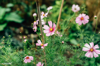Beautiful cosmos flowers blooming in nature | Free stock photo - 539138 Beautiful cosmos flowers blooming in nature | Free stock photo - 539138