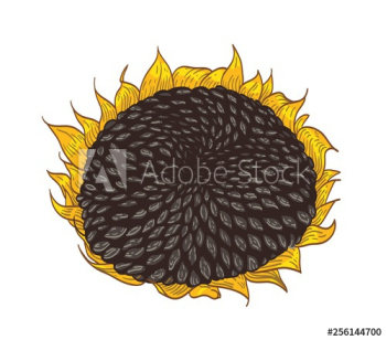 Beautiful detailed botanical drawing of sunflower part Beautiful detailed botanical drawing of sunflower part