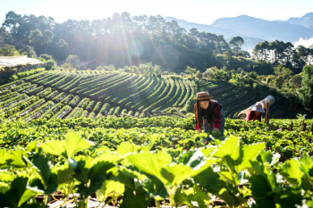 Beautiful farmer woman checking strawberry farm Beautiful farmer woman checking strawberry farm