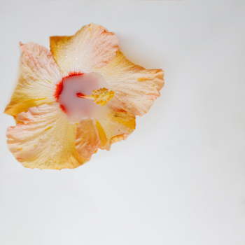Beautiful flower Beautiful flower