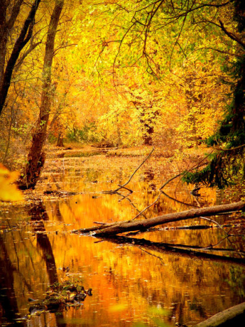 Beautiful Forest in Fall Free Photo Beautiful Forest in Fall Free Photo