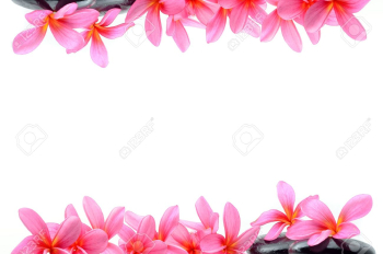 Beautiful Frangipani Flowers - Border Design Stock Photo, Picture ...