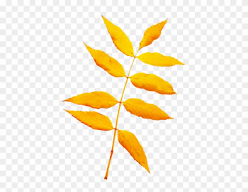 Beautiful Leaf Png Beautiful Leaf Png