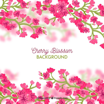 Beautiful pink cherry blossom background Beautiful pink cherry blossom background