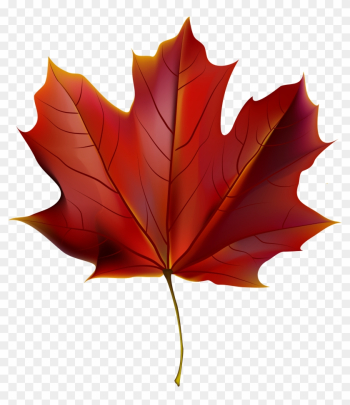 Beautiful Red Autumn Leaf Png Clipart Image - Red Autumn Leaves Clip Art