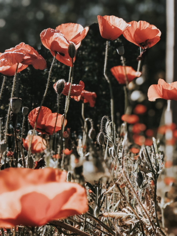 Beautiful red poppies flowers in the field blooming Beautiful red poppies flowers in the field blooming