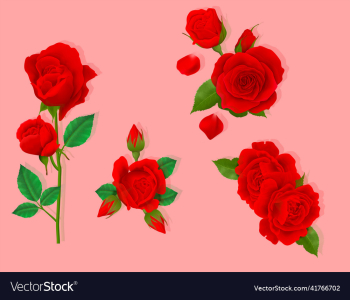 beautiful red rose beautiful red rose
