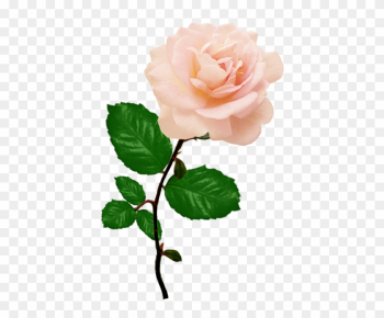 Beautiful Red Rose Png, Single Pink Rose Png - Single Pink Rose Png Beautiful Red Rose Png, Single Pink Rose Png - Single Pink Rose Png