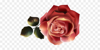 Beautiful Roses - Garden Roses Beautiful Roses - Garden Roses
