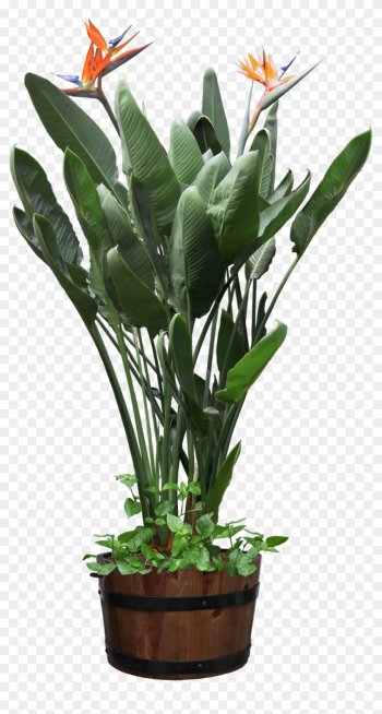 Beautiful Transparent Plants Potted Png - Bird Of Paradise Plant ...