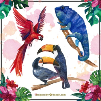 Beautiful tropical animals Beautiful tropical animals