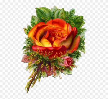 Beautiful Tropicana Rose Victorian Scrap Free Png Image - Garden Roses