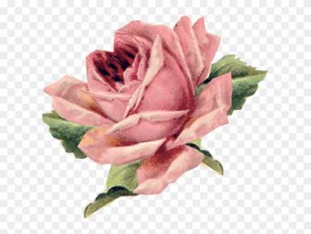 Beautiful Varieties For Home And Garden Vintage Clothing - Parental Advisory In Roses Beautiful Varieties For Home And Garden Vintage Clothing - Parental Advisory In Roses