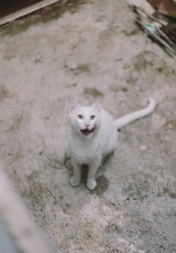 beautiful white cat with yellow eyes beautiful white cat with yellow eyes