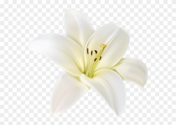 Beautiful White Flower Png Clipart Image - White Lily Flower Png