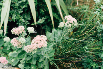 Beautiful yarrow flowers blooming in nature | Free stock photo - 539133 Beautiful yarrow flowers blooming in nature | Free stock photo - 539133