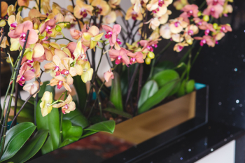 Beautiful yellow orchid flowers Beautiful yellow orchid flowers