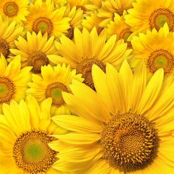 Beautiful yellow Sunflower petals closeup