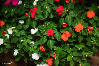 Beauty background beautiful | Free stock photo - 91542 Beauty background beautiful | Free stock photo - 91542