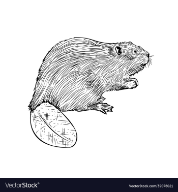 beaver in hand drawn style beaver in hand drawn style