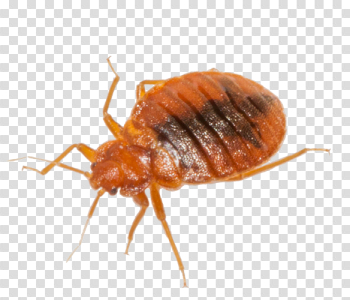 Bed Bug Download Image Download HD PNG