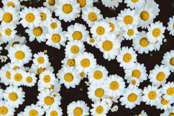bed of daisies bed of daisies