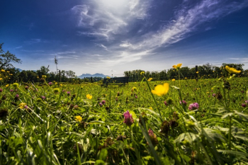 Bed Of Flowers Bed Of Flowers