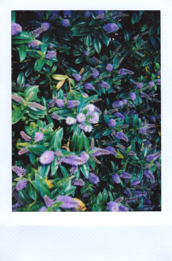 Bed of Lilac Flowers Bed of Lilac Flowers