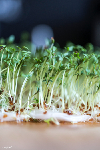 Bed of plant sprouts | Free stock photo - 436771 Bed of plant sprouts | Free stock photo - 436771