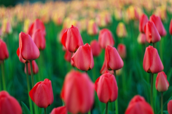 Bed of Red Tulips Bed of Red Tulips