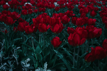 Bed Of Red Tulips Bed Of Red Tulips