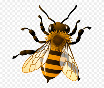 Bee Clip Art - Honey Bee Clip Art Bee Clip Art - Honey Bee Clip Art