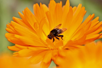 bee on orange gerbera flower bee on orange gerbera flower