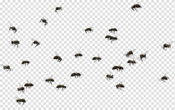 Bee PNG Pic Bee PNG Pic