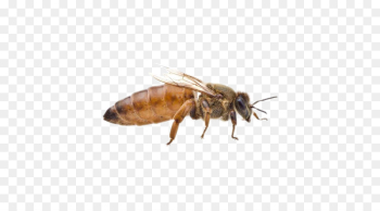 Beekeeping Queen bee Honey bee Beehive - bee png download - 500 ...