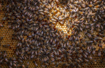 Bees Bees