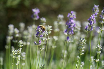 bees on lavender flower bees on lavender flower