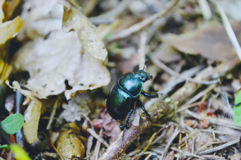 Beetle Beetle