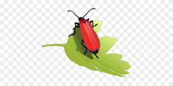 Beetle Bug Insect Leaf Nature Animal Anten - Beetles Clip Art Beetle Bug Insect Leaf Nature Animal Anten - Beetles Clip Art