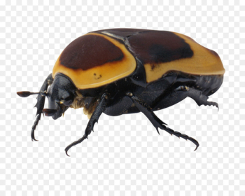 Beetle Clip art - Beetle specimens Beetle Clip art - Beetle specimens